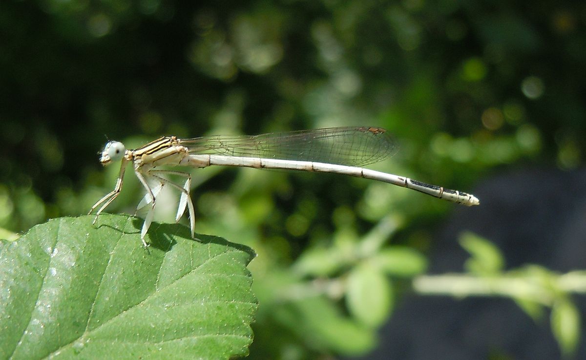 Platycnemis