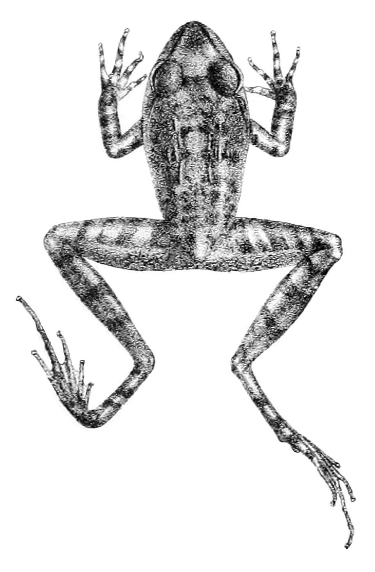 Platymantis dorsalis
