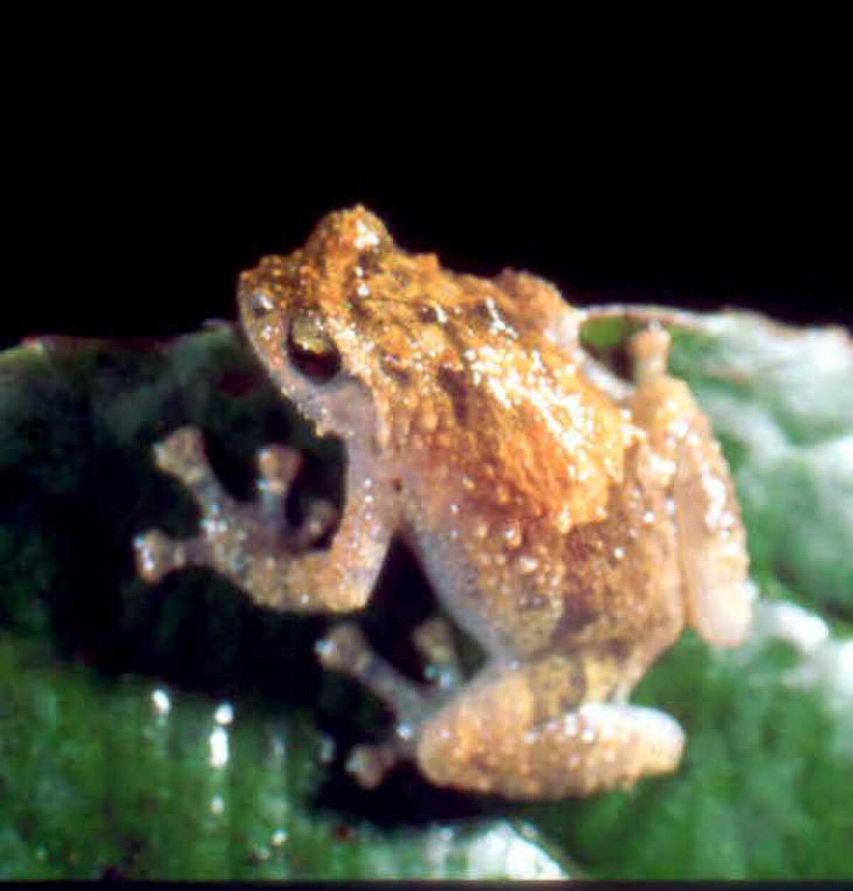 Platypelis barbouri