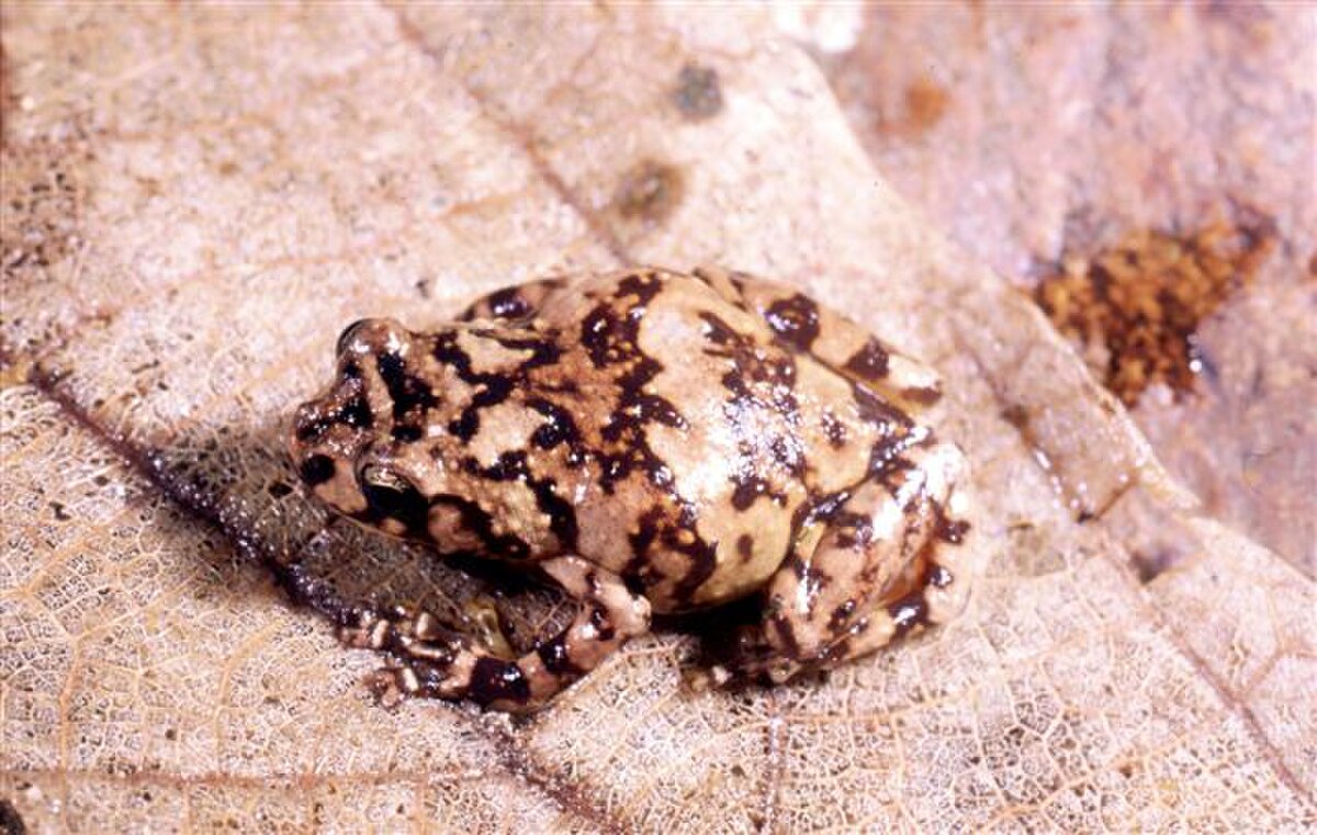Platypelis mavomavo