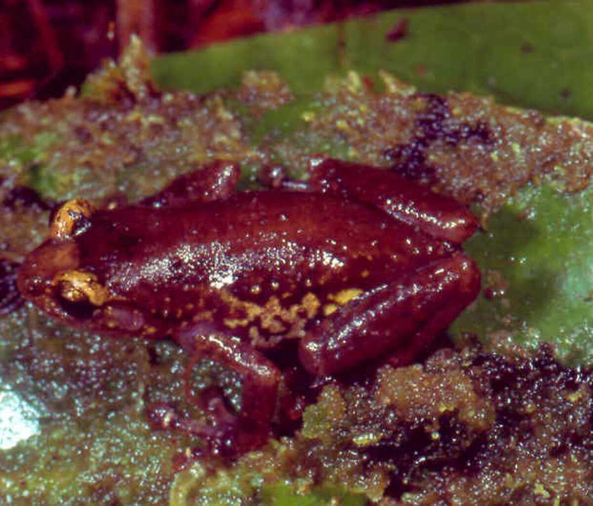 Platypelis tsaratananaensis