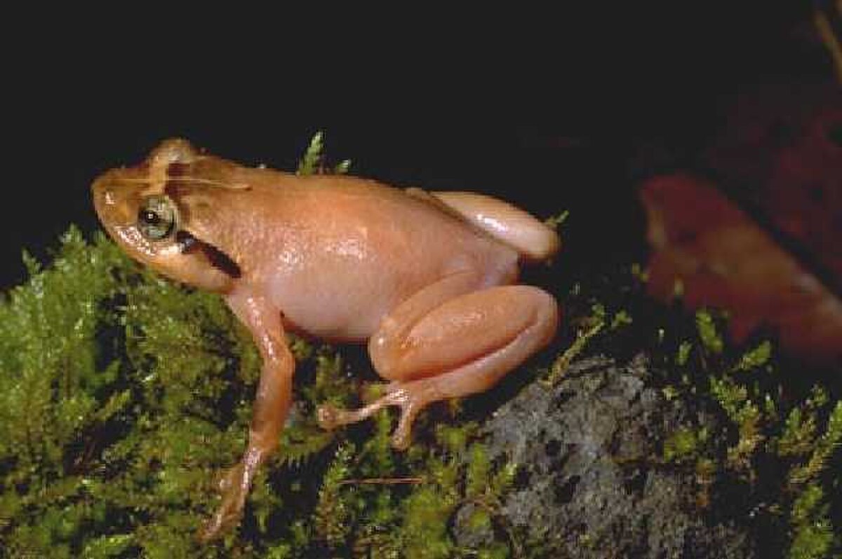 Platypelis tuberifera.jpg