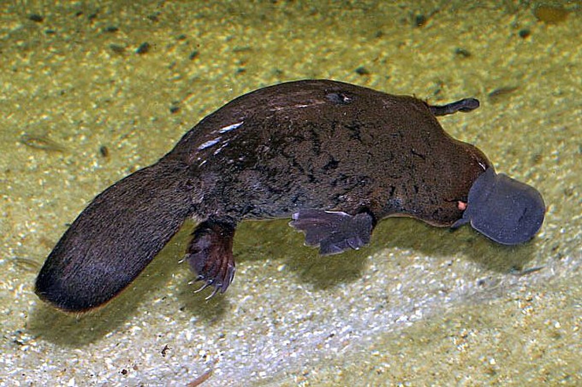 Ornithorynque