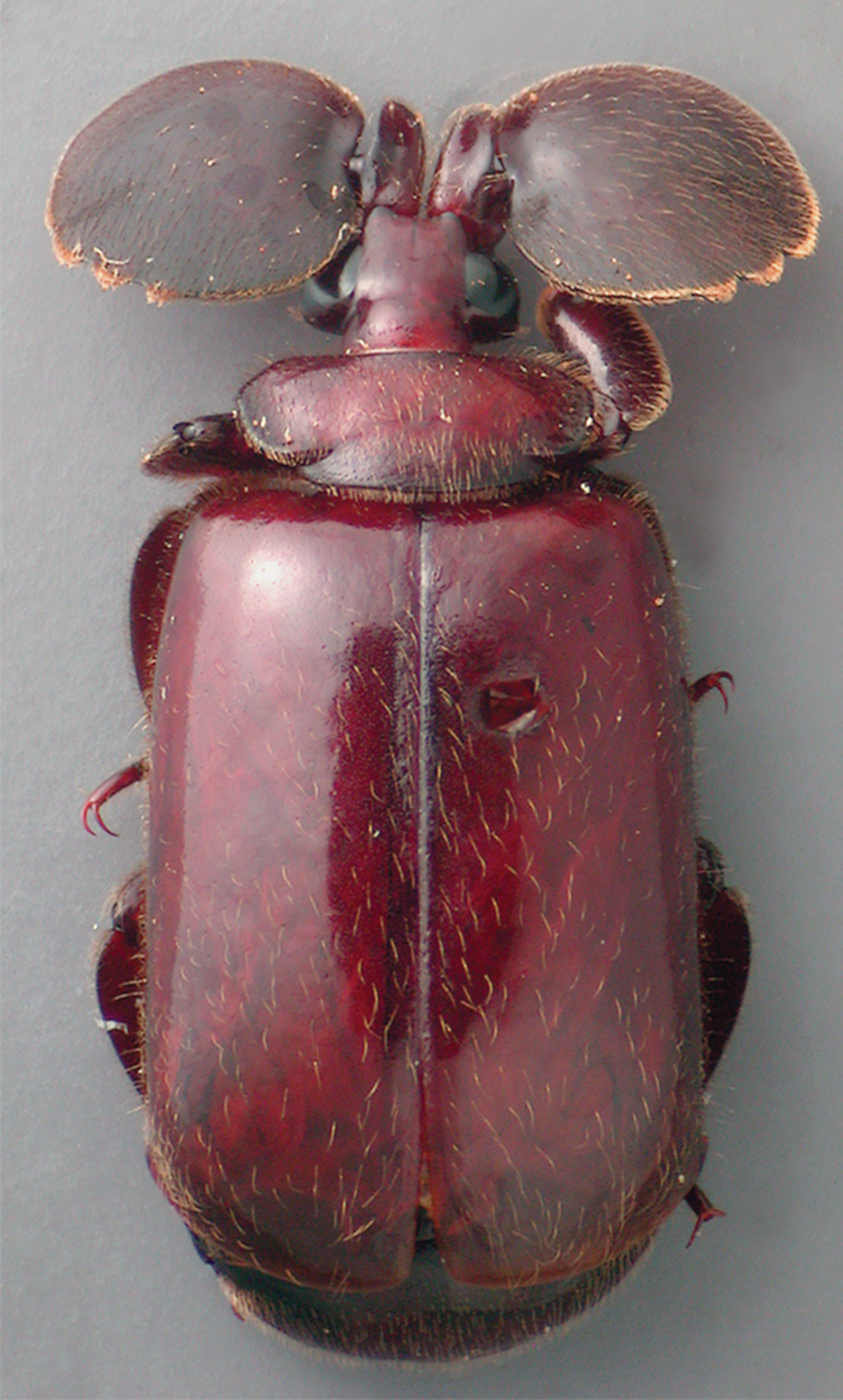 Paussinae