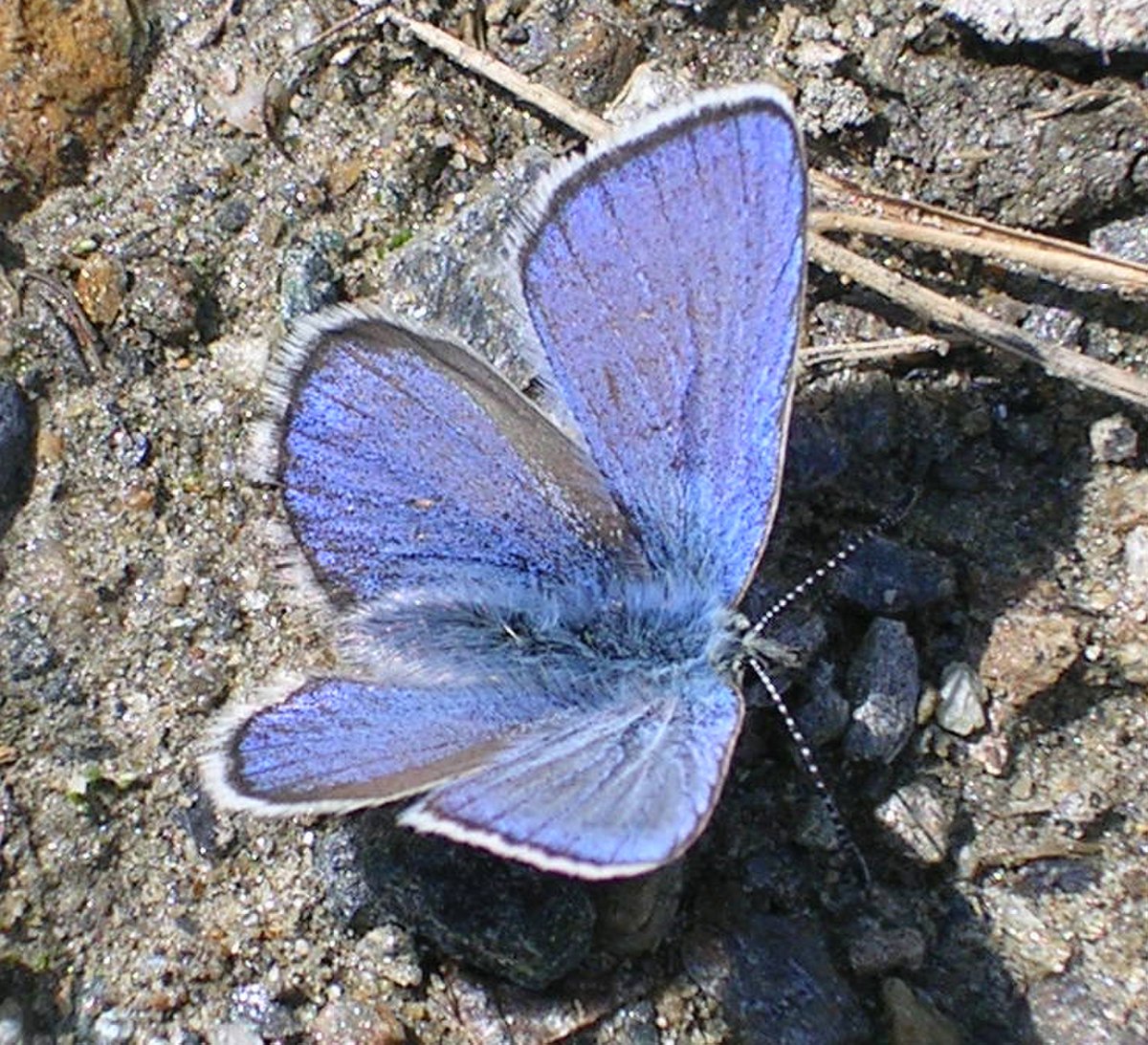 Azuré de la phaque