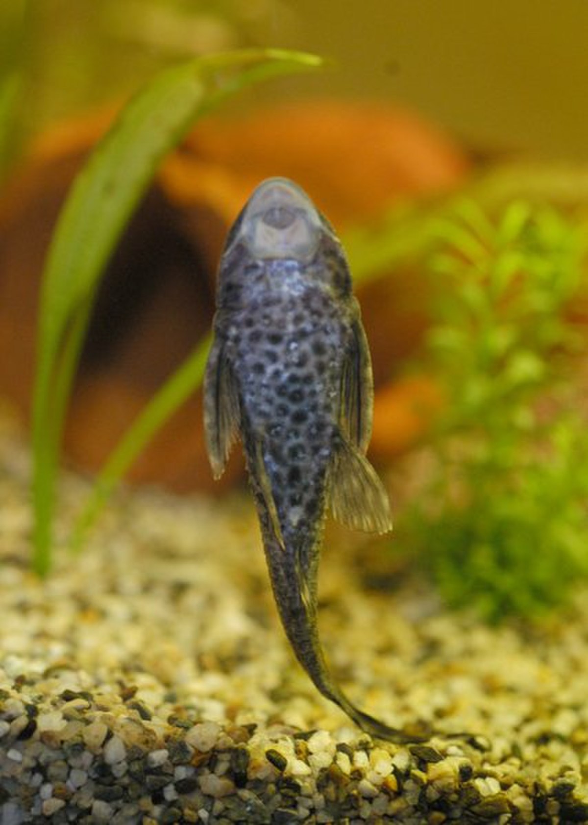 Loricariidae