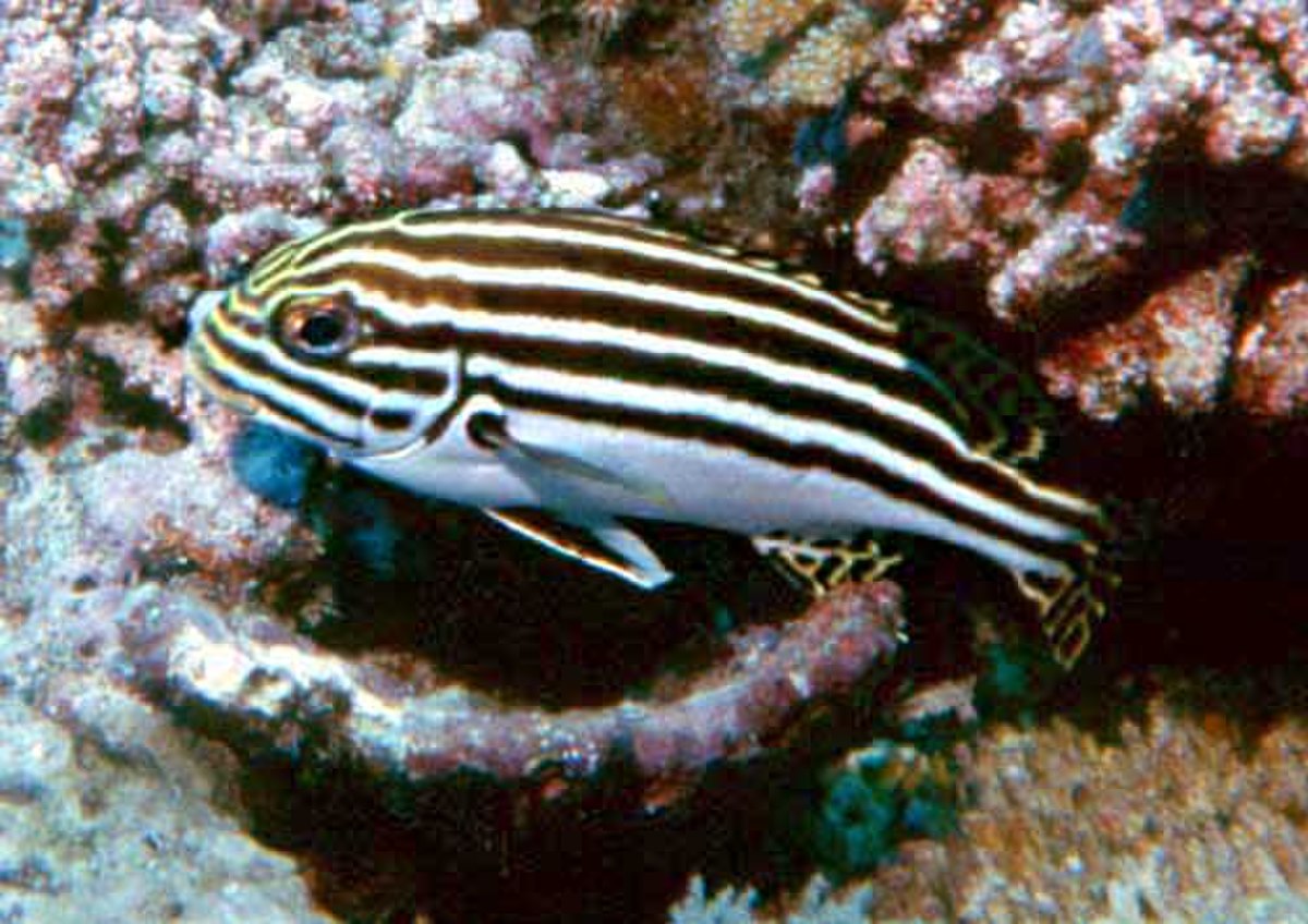 Haemulidae