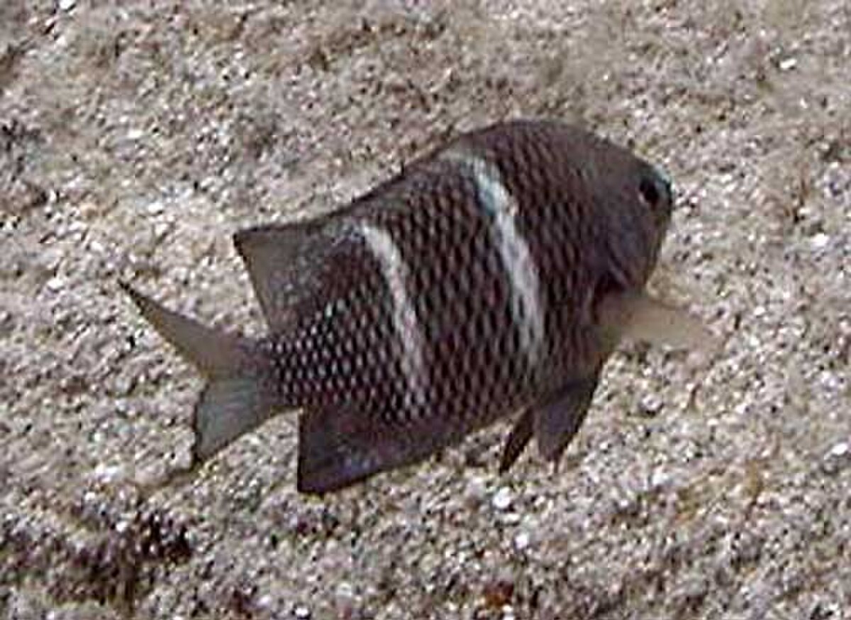 Plectroglyphidodon