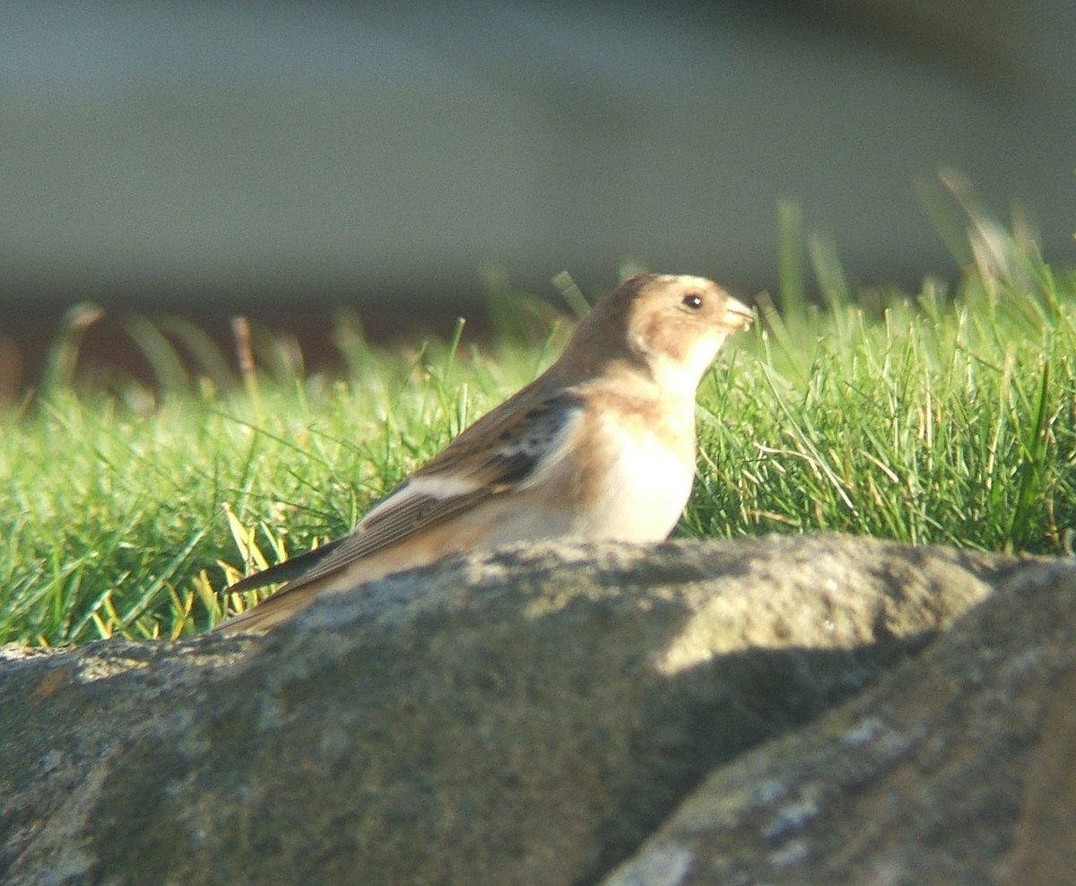 Plectrophenax nivalis3.jpg
