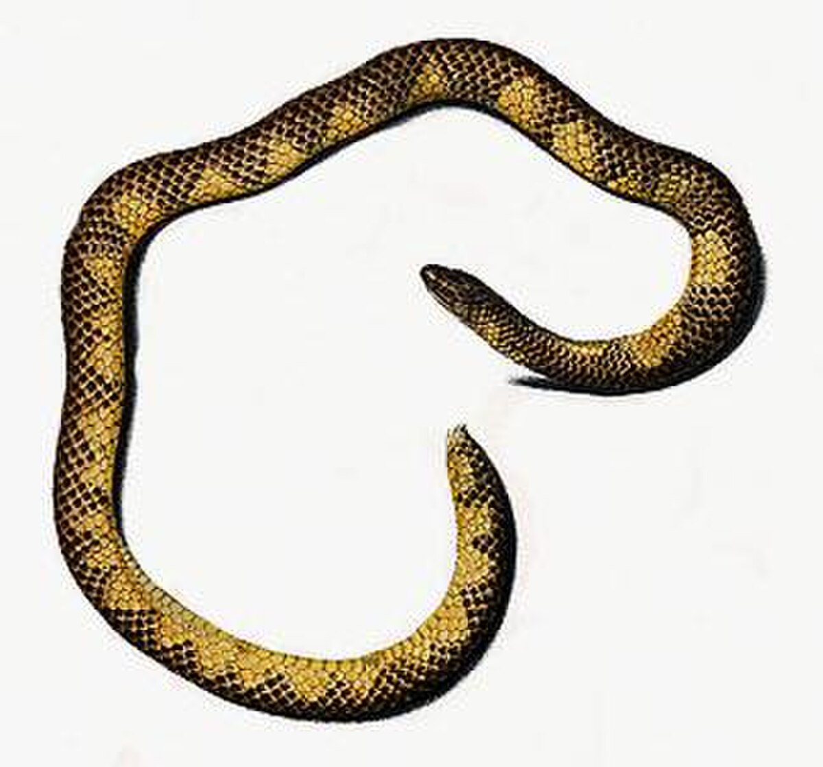 Uropeltidae