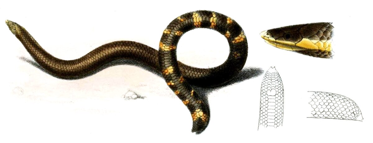 Uropeltis