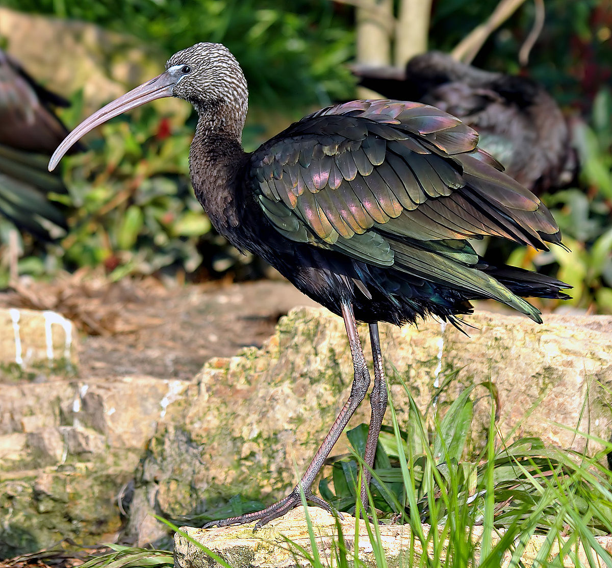 Ibis falcinelle