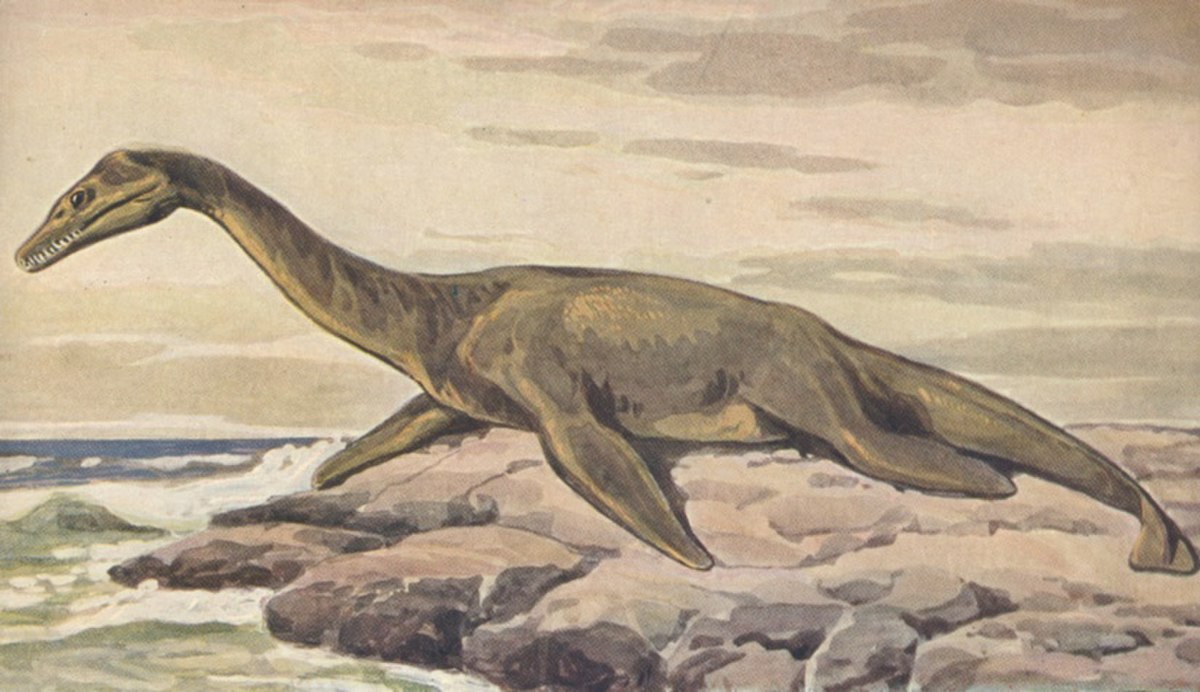 Plesiosauria