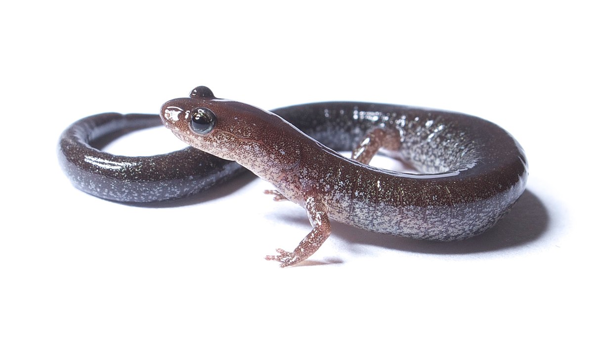 Plethodon