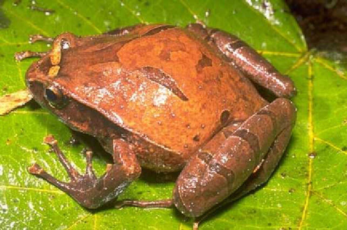Cophylinae