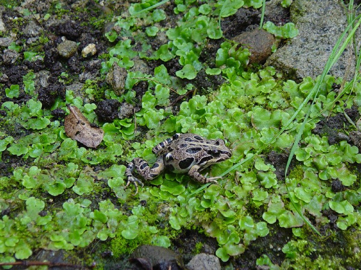 Pleurodema thaul