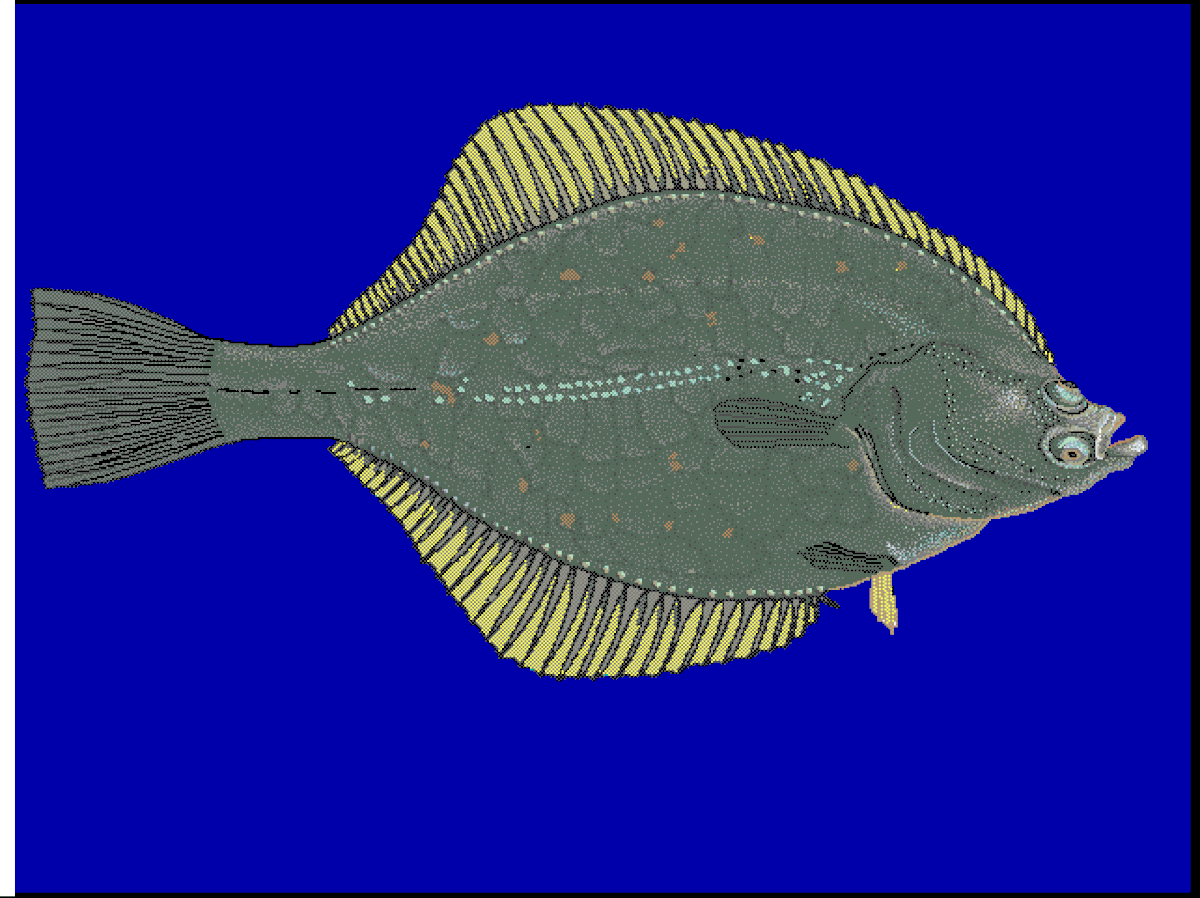 Platichthys flesus