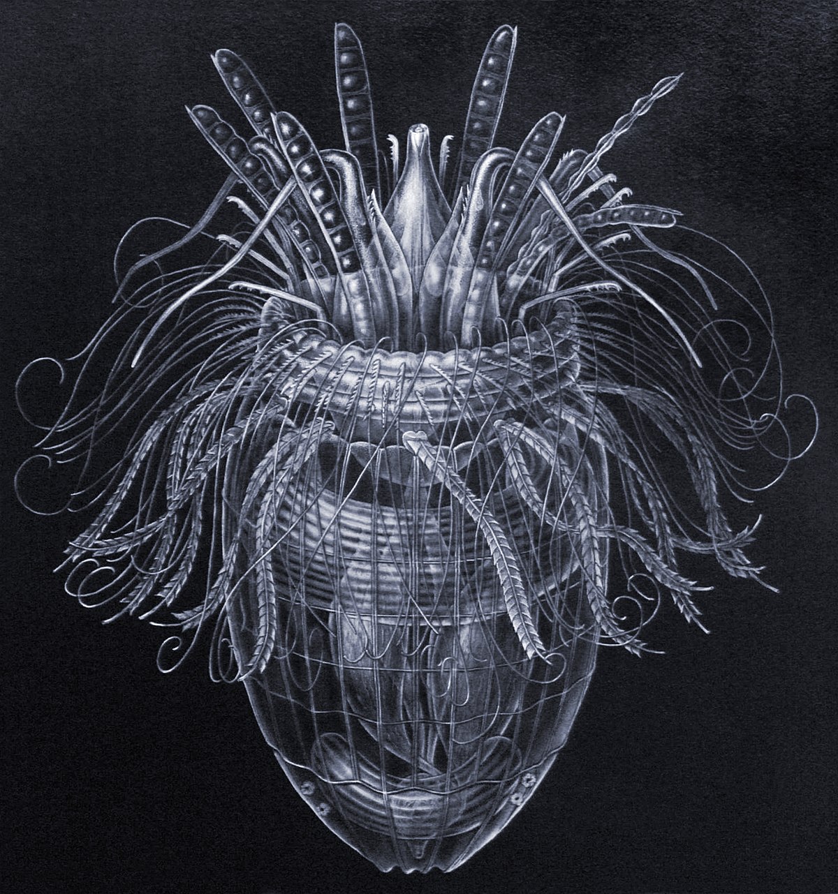 Loricifera