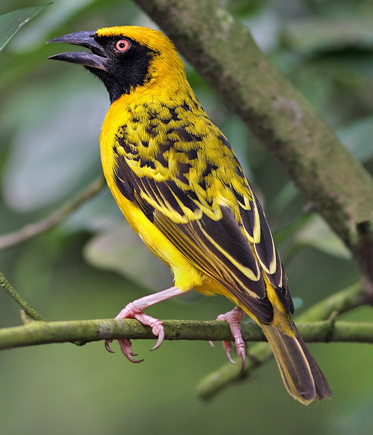 Tisserin