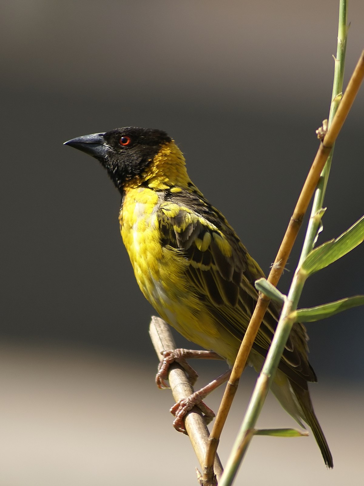 Tisserin gendarme