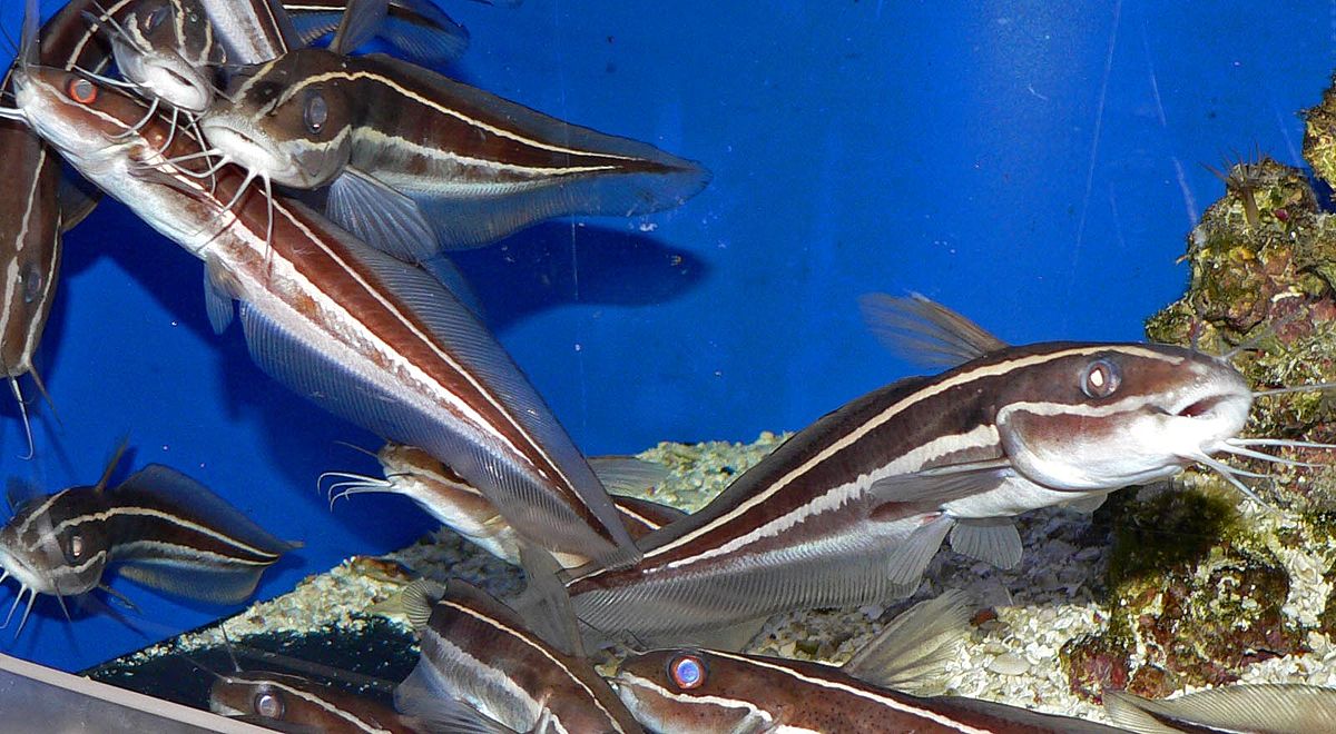 Plotosus lineatus 1.jpg