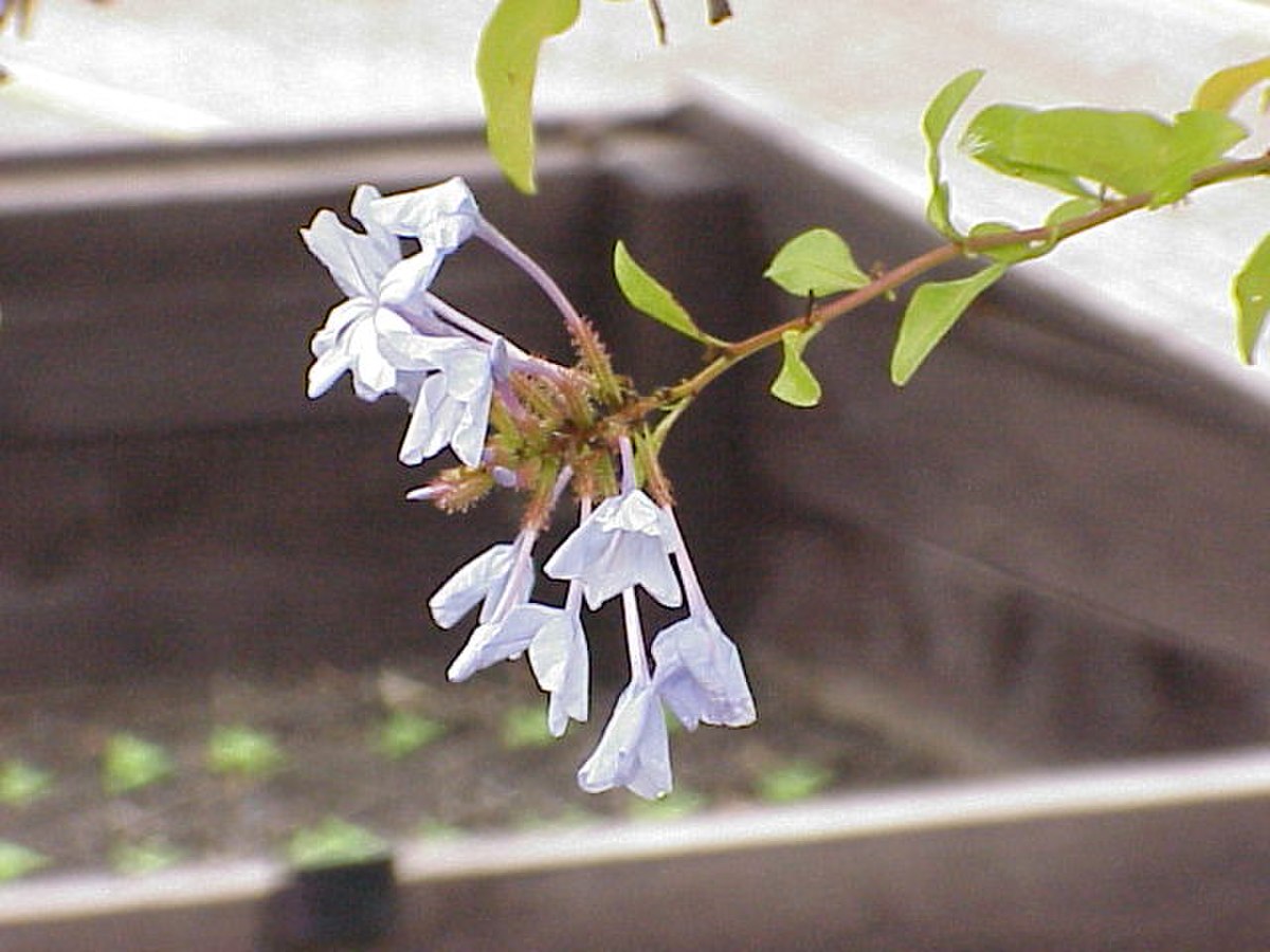 Plumbaginaceae