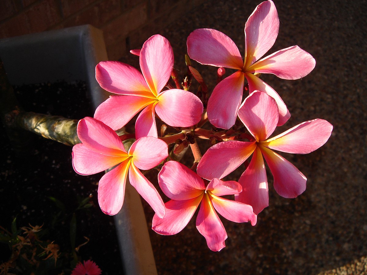 Plumeria pink.jpg