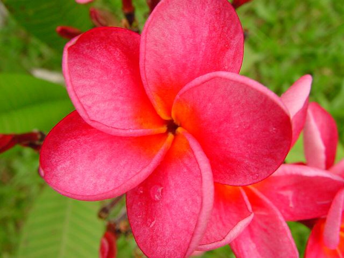 Plumeria rubra 2.jpg