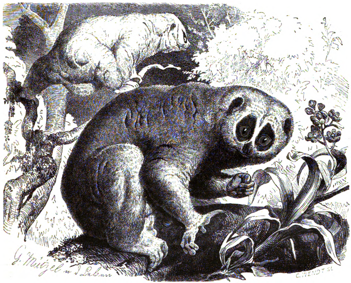 Loris