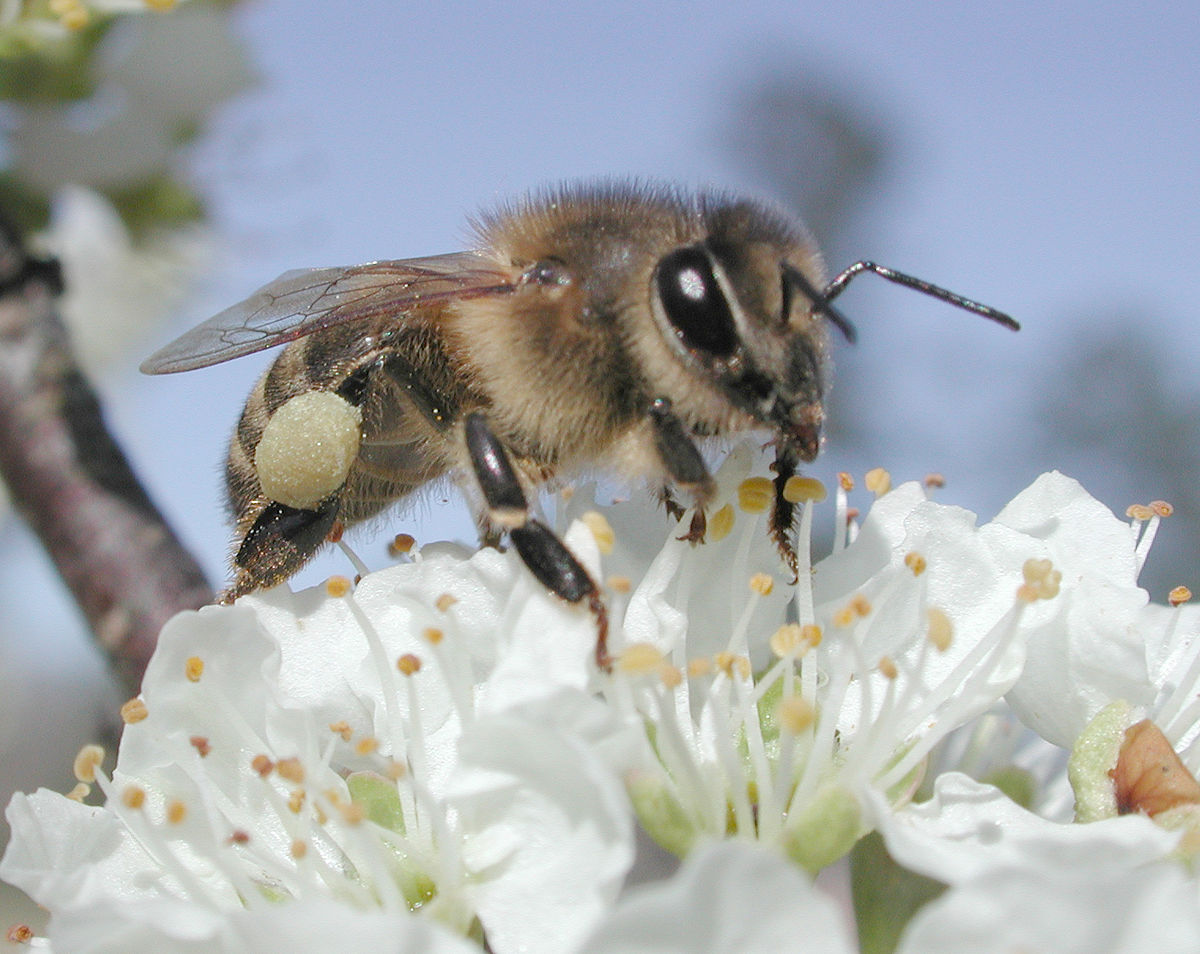Propolis