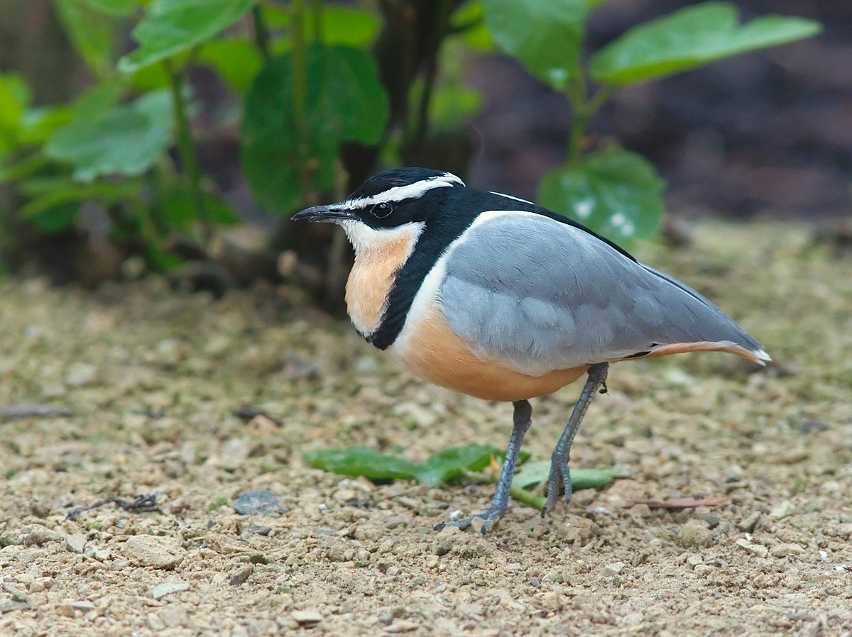 Pluvian fluviatile