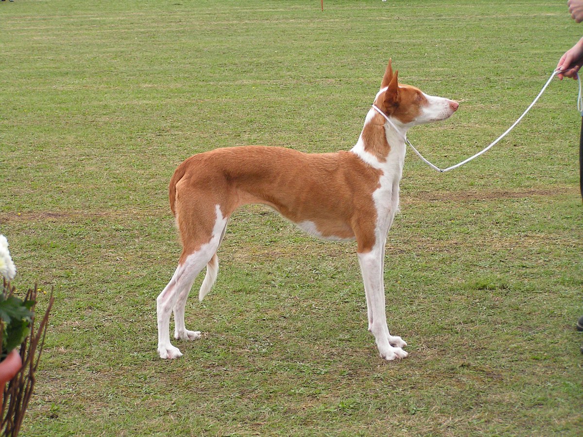 Podenco d'Ibiza