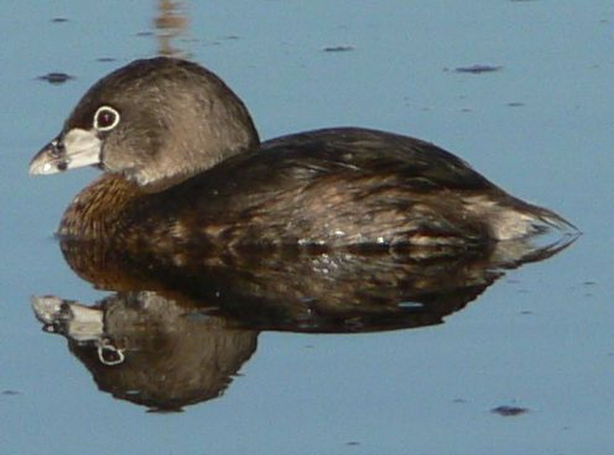 Podilymbus podiceps 03429.JPG