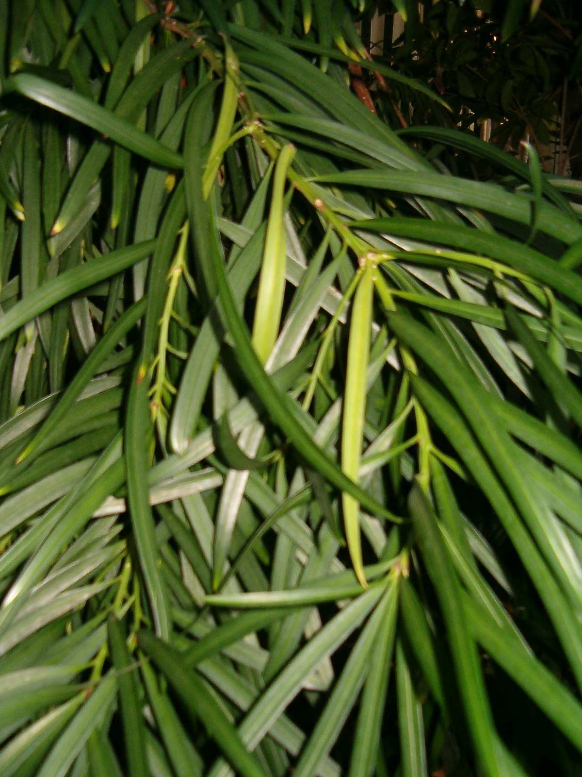 Podocarpus