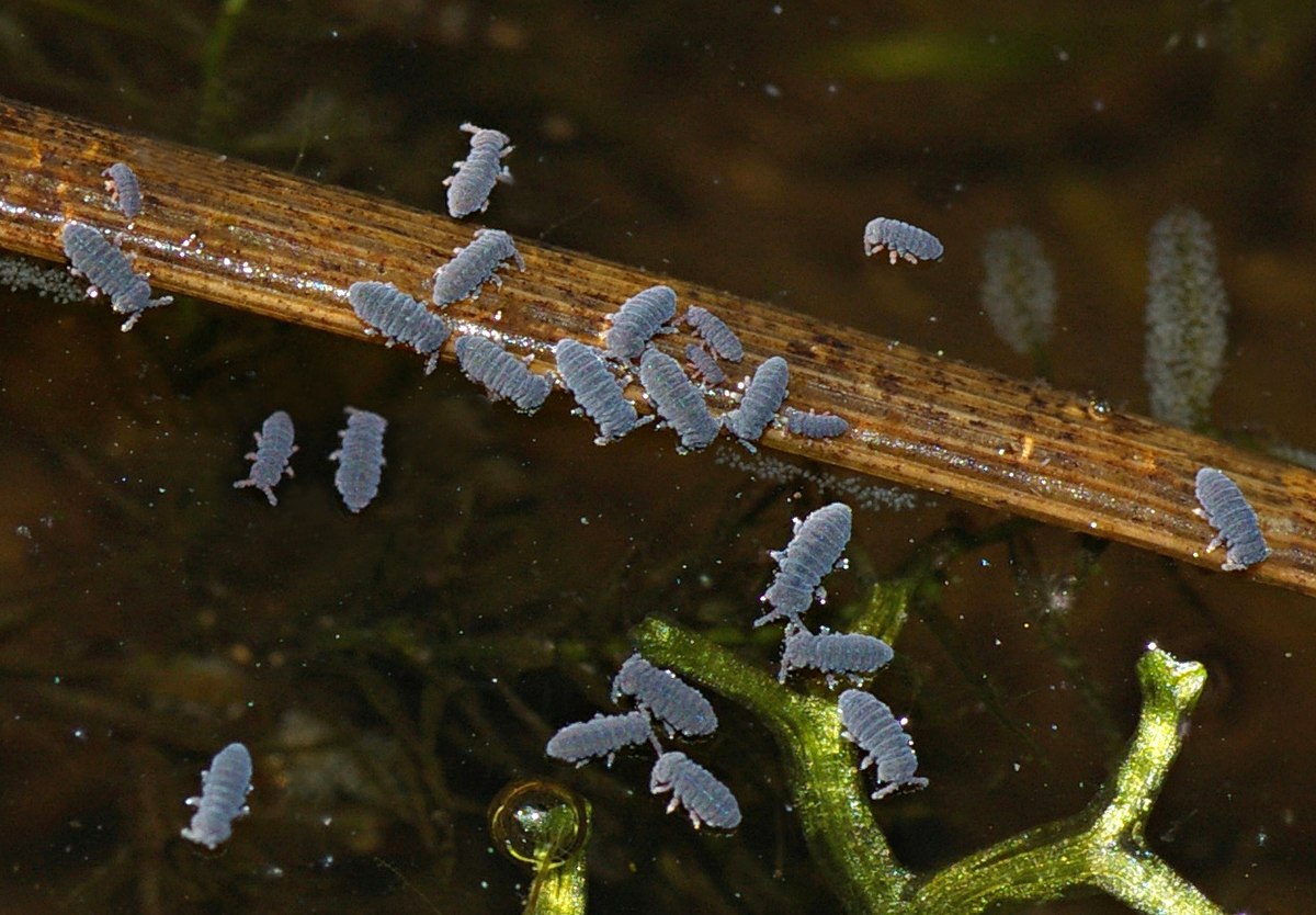 Podura