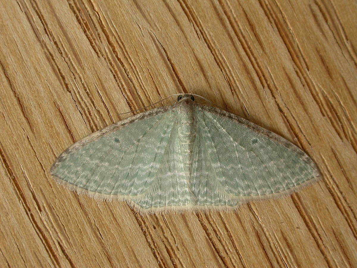 Poecilasthena