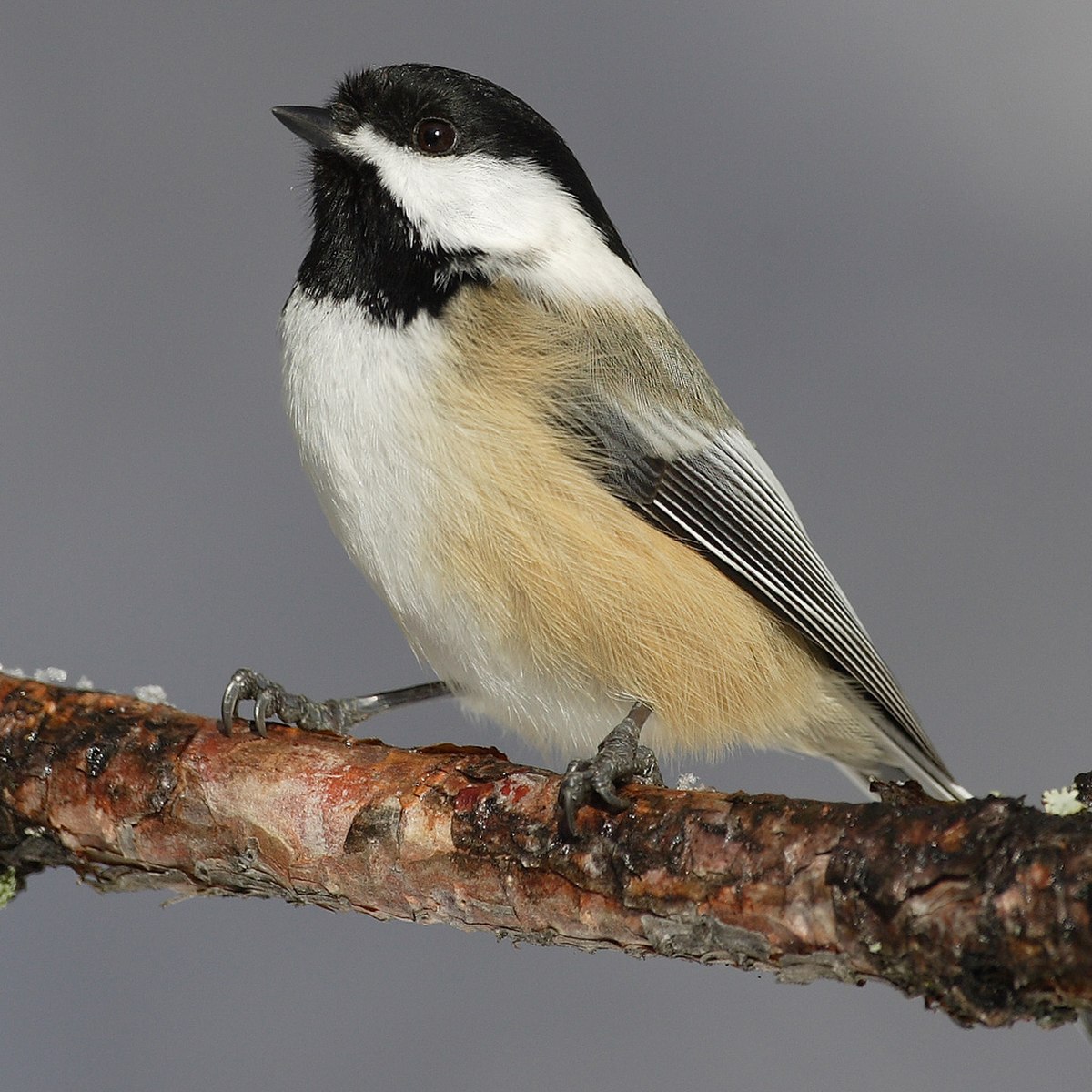 Mésange