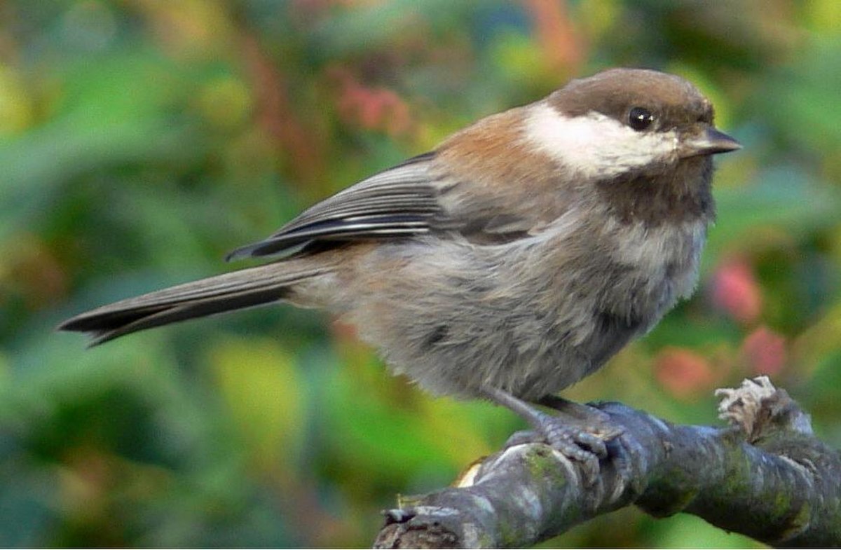 Mésange à dos marron