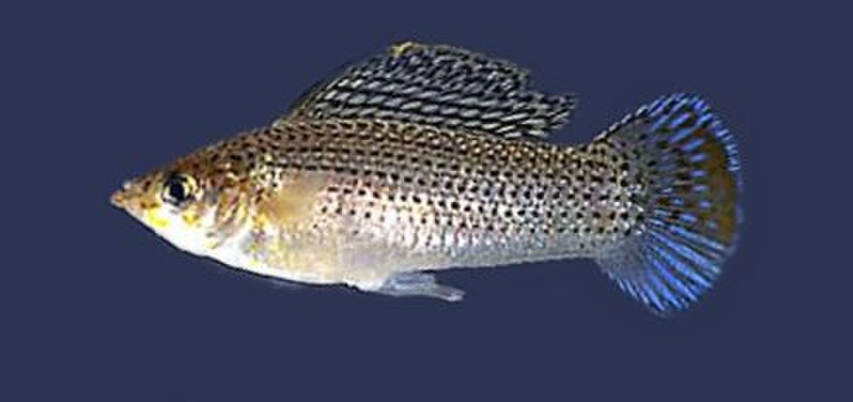 Poecilia