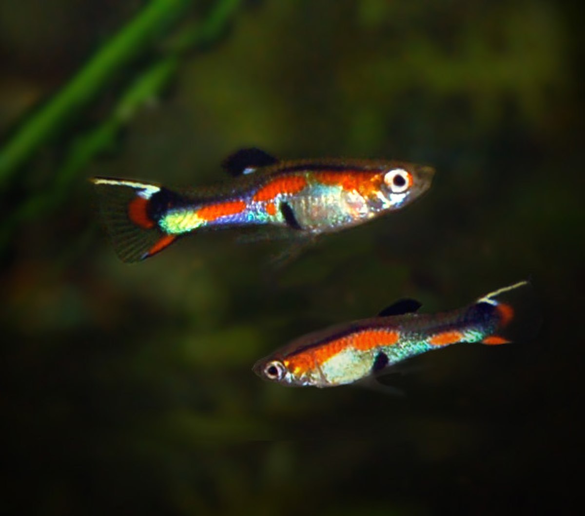 Poecilia wingei