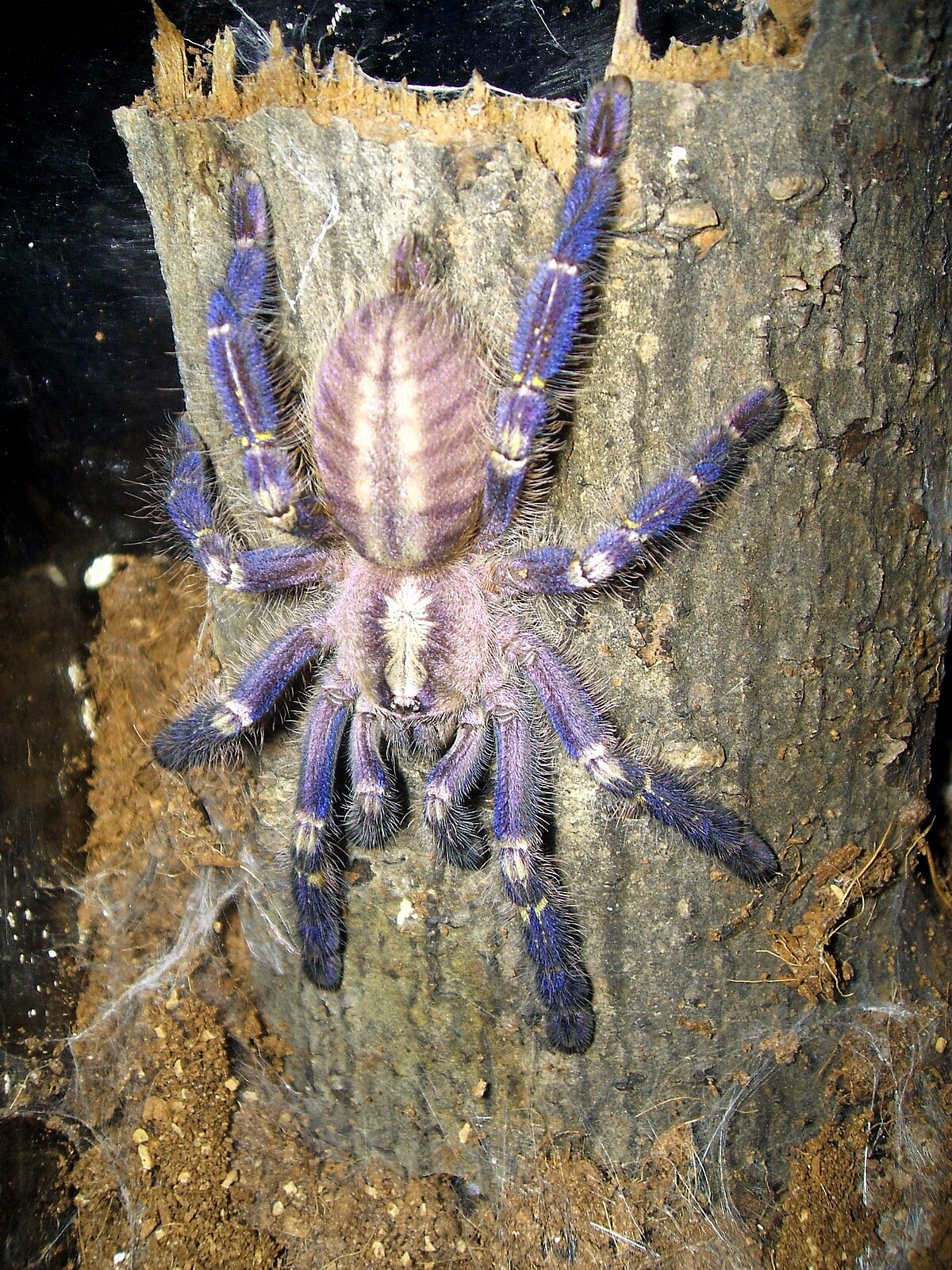 Poecilotheria metallica