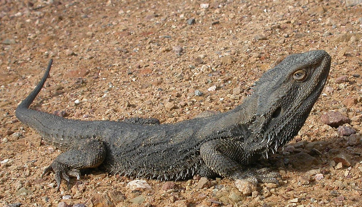 Pogona barbata