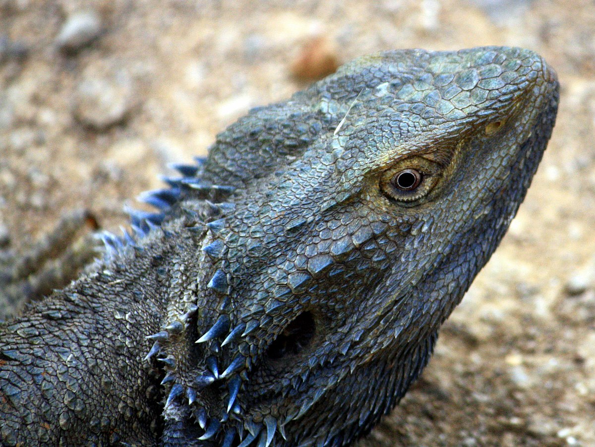Pogona barbata2.jpg
