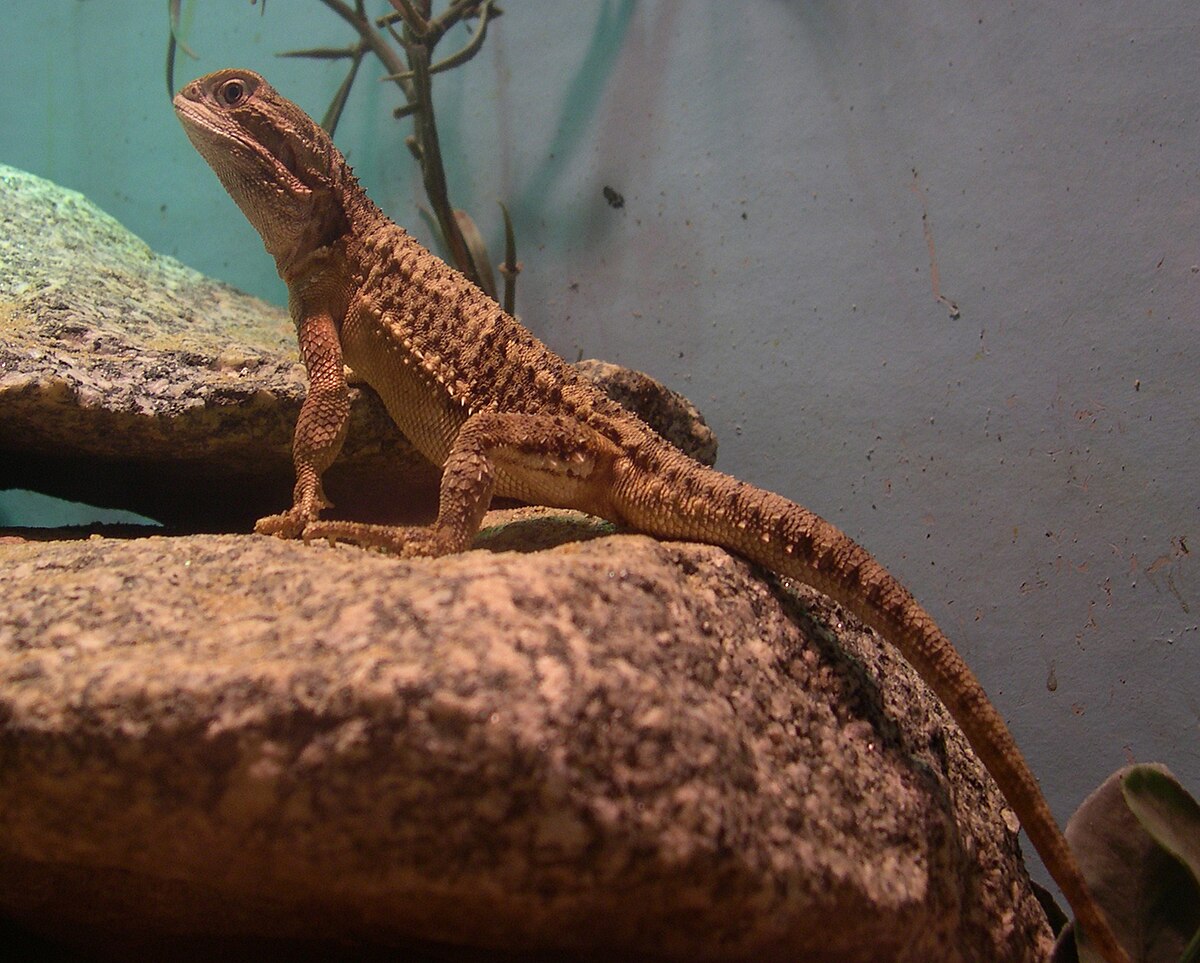 Pogona henrylawsoni