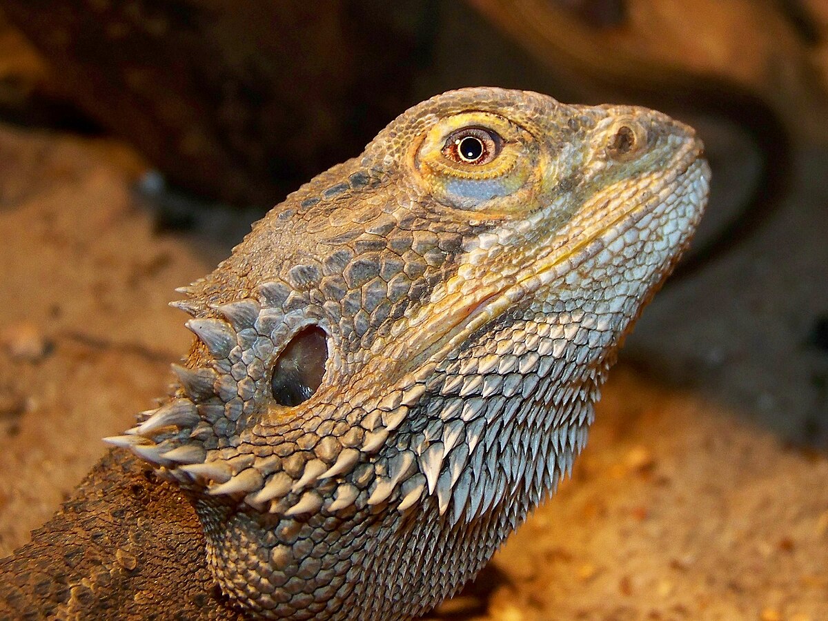 Dragon barbu