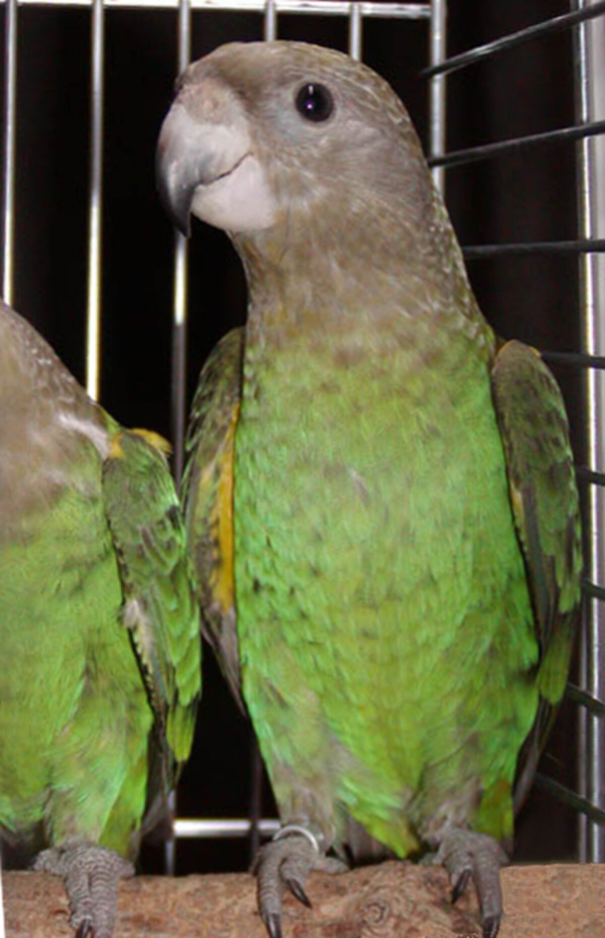 Poicephalus