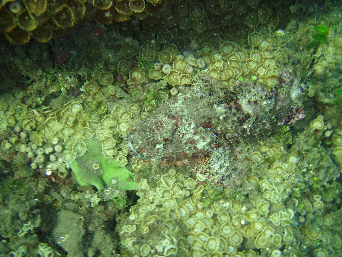 Poisson-pierre.JPG