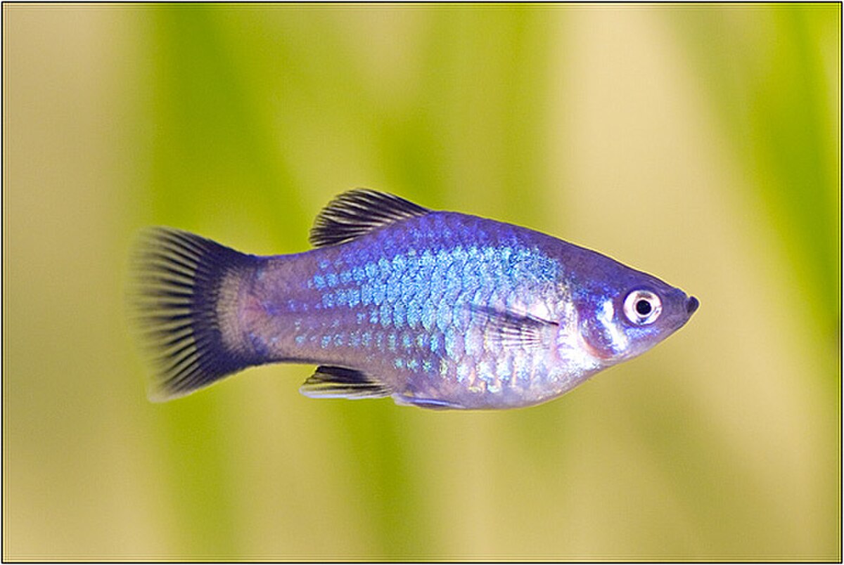 Platy