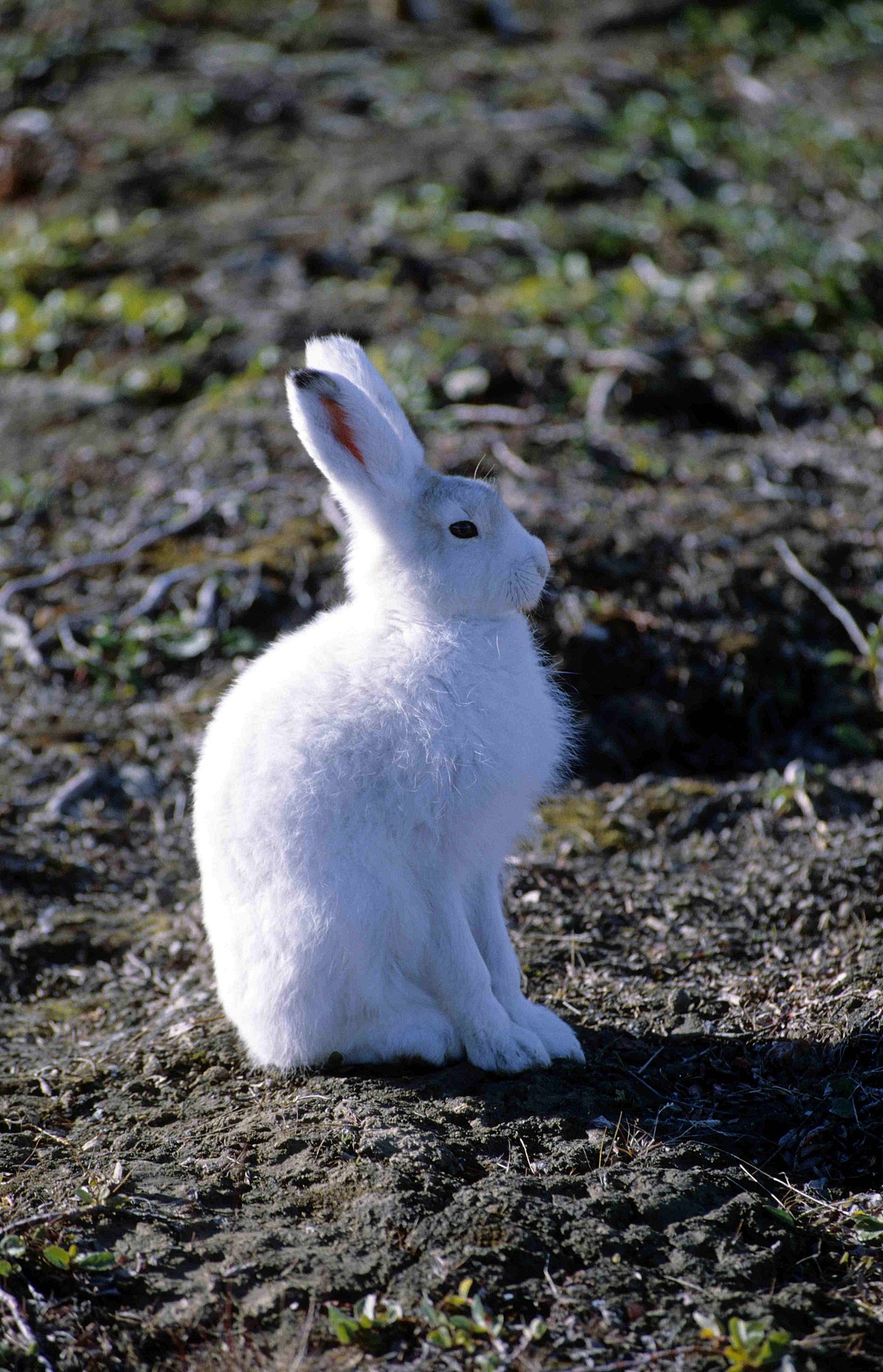 Lièvre arctique