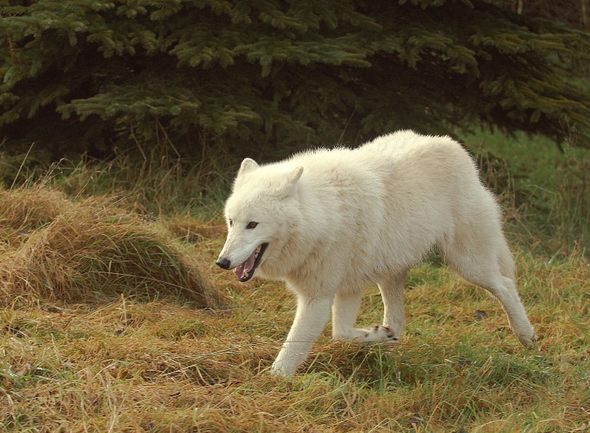 Loup arctique